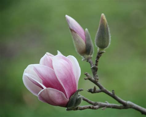 Light Pink Japanese Magnolia Tulip Tree Bloom 3 18 10 Japanese