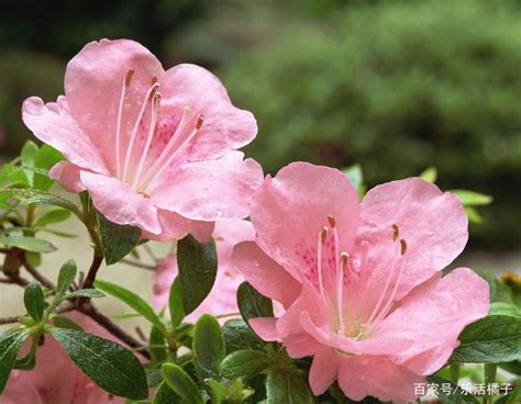 The site owner hides the web page description. 花中西施比利時杜鵑，四季杜鵑，如何養護才能花開不斷葉片茂盛 - 每日頭條