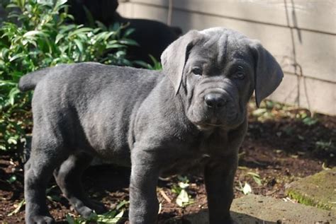 Cane Corso Puppies For Sale Troy Mi 191340 Petzlover