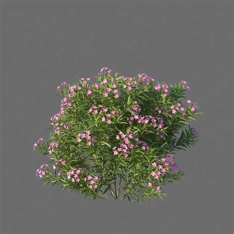 Xfrogplants Nerium Oleander 3d Model Animated Cgtrader