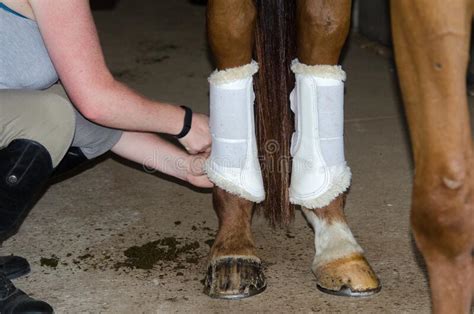 Horse Care Wrapping Legs For Protection Stock Image Image Of Legs