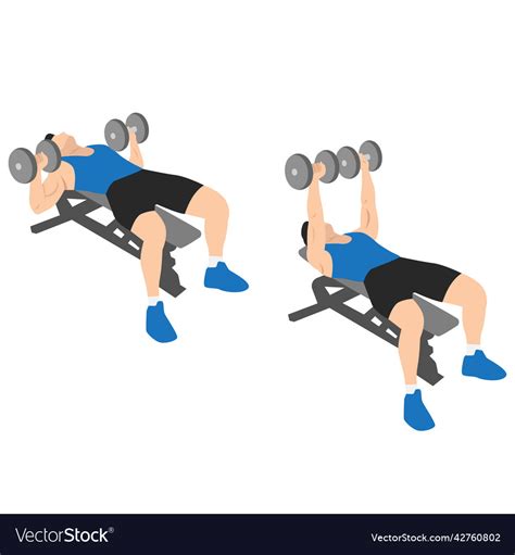 Man Doing Dumbbell Flat Bench Press Chest Exercis Vector Image