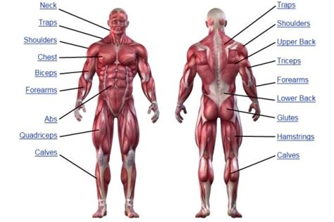 This muscle diagram is interactive: Major muscle groups of the human body | Muscle anatomy ...
