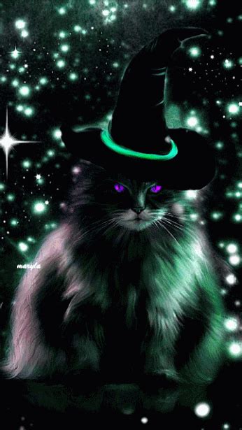 Black Halloween Witch Cat Pictures Photos And Images For Facebook