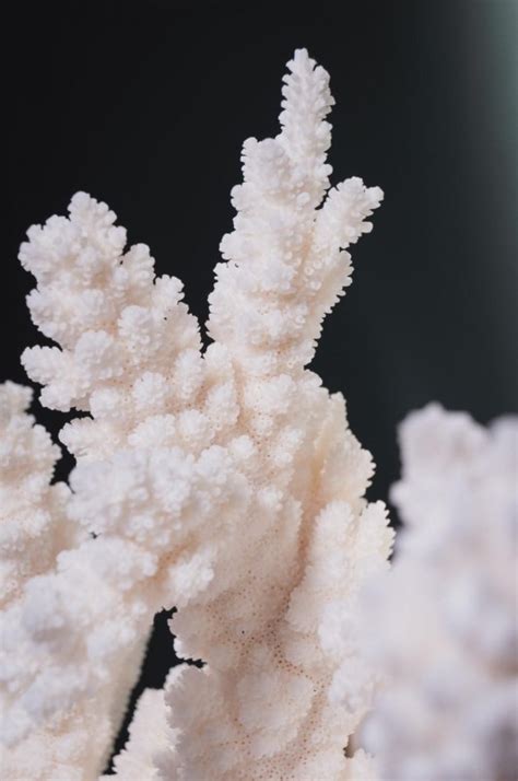 This Type Of Branch Coral From Its Latin Name Acropora Florida Is A