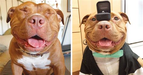 Too Cute To Miss Meet Meaty The Dog Who Cant Stop Smiling After