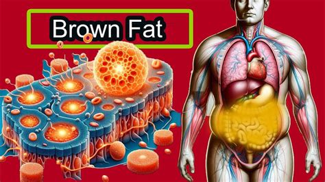 Understanding Brown Fat Fat That Burns Calories How To Increase Brown