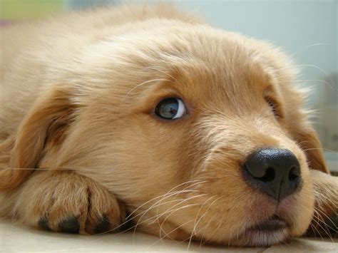 Wallpaper Baby Cute Dogs Puppy Golden Retriever Goldstaraward 2048x1536 952809 Hd
