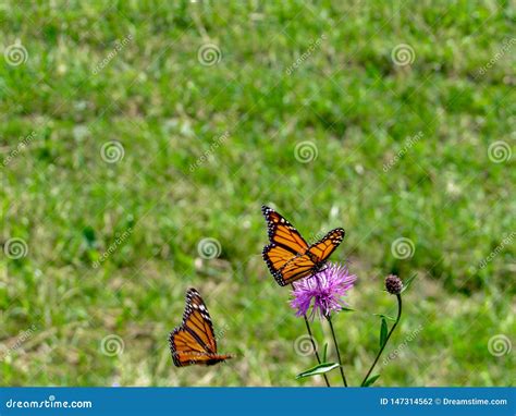 Monarch Butterfly Perched On A Purple Flower Stock Photo Image Of