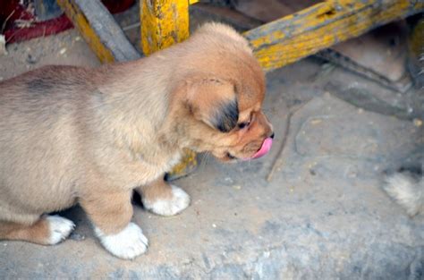 Puppy Licking Free Stock Photo Public Domain Pictures