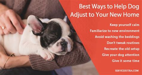 How To Help Dog And Puppy Adjust To Your New Home After Moving Dogs