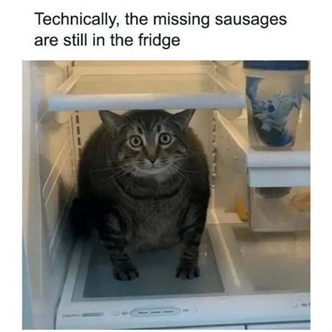 Hilarious Cat Memes You Will Laugh At Every Time
