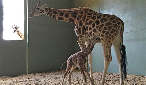 Video Baby Giraffe Born At Australia Zoo Australian Geographic