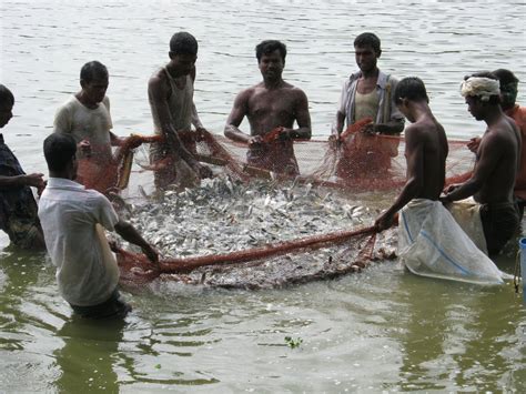 Bangladesh Fisheries Society Theyre Taking Me To Bangladesh