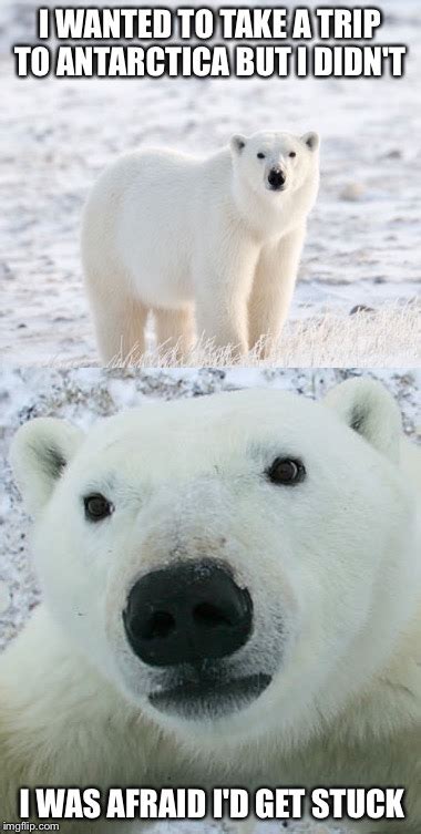 Polar Bear Concerns Imgflip