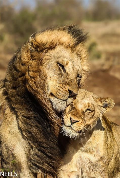 Pin By Gina Theresa Robertson On The Big Cats Lion Love Animals