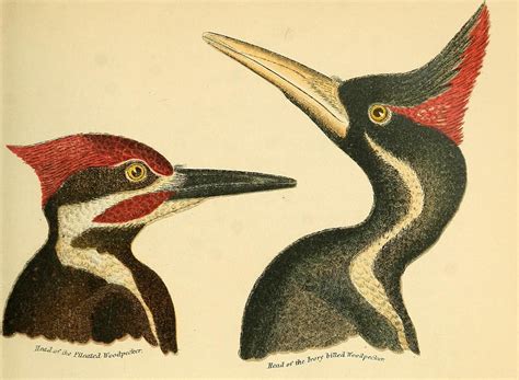 Why The Ivory Billed Woodpecker Is Still Raising Questions