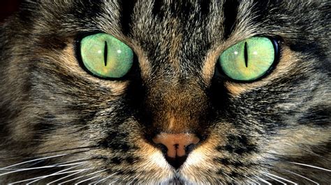 глаза кот морда без регистрации Обои на рабочий стол Mirowo