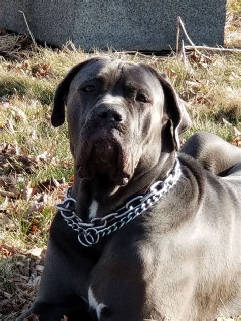 Cane Corso Neo Mastiff A Powerful And Loyal Companion