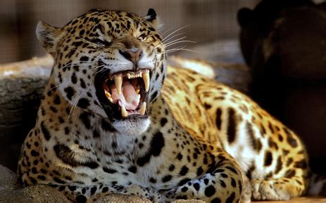 Jaguar Teeth Hd Wallpaper Animals Wallpaper Better