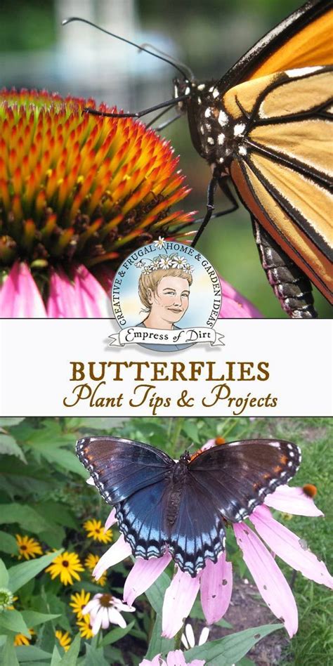 Find Out How To Attract Butterflies To Your Garden With The Right
