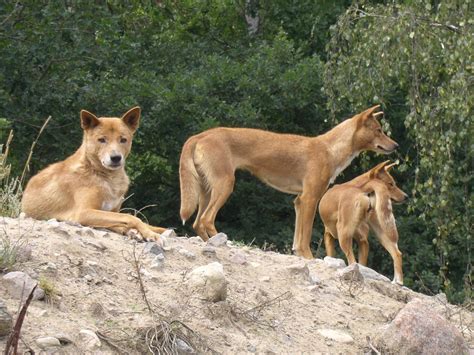 The Three Dingoes By Asonithefox On Deviantart