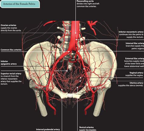 Arteries And Veins Of Pelvic Organs Female Blood Supply Of Pelvis I Images