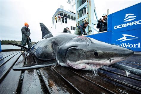 Massive 13ft great white shark found with gigantic bite marks after