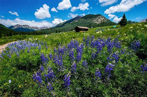 1920x1080px 1080p Free Download Wildflowers In Colorado Blossoms