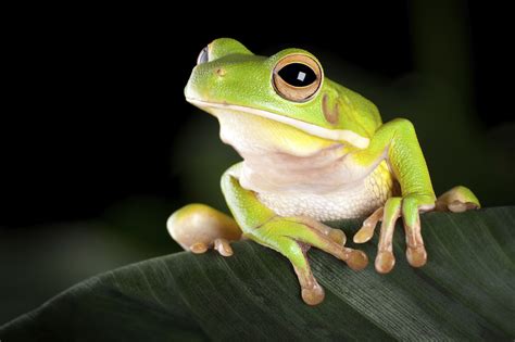 Top 141 Examples Of Amphibious Animals
