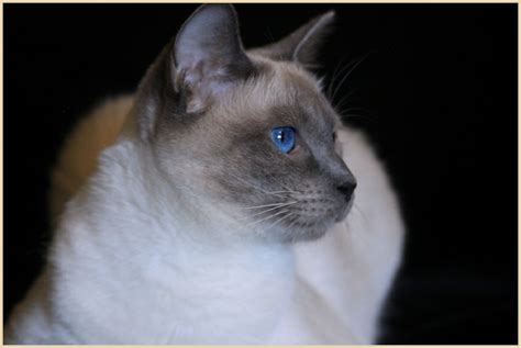 Traditional Applehead Siamese Cat Breeder Kittens For Sale Applehead