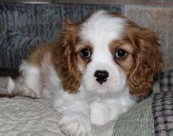 Cavalier king charles spaniels are one of the most loving dogs. Cavalier King Charles Spaniel Puppies For Sale | Houston ...