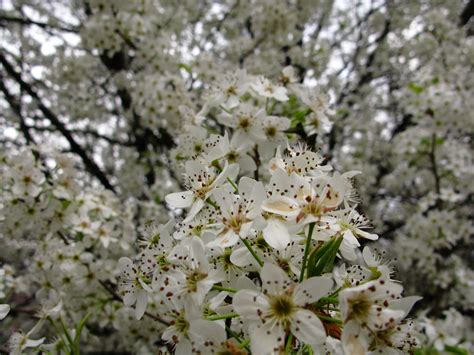 White Pear Flowering Tree Trees Free Nature Pictures By Forestwander