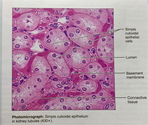 Simple Cuboidal Epithelium Labeled Lumen