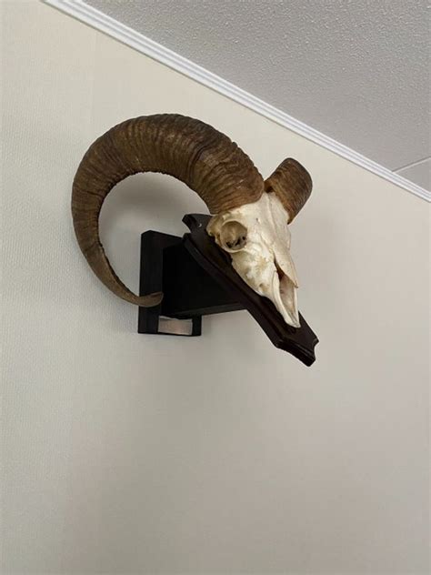 Mouflon Wall Mounted Trophy On 3d Shield Ovis Gmelini Catawiki