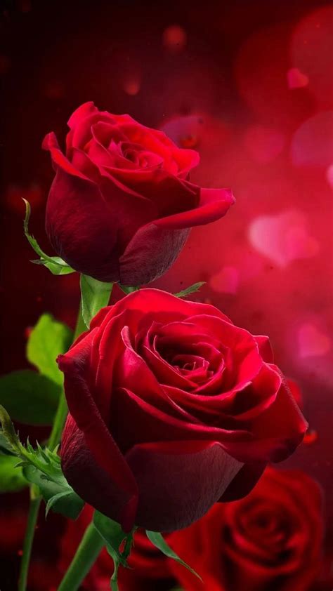 Download Valentines Day Beautiful Roses Wallpaper
