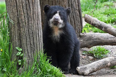 Adorable Andean Bear Cub Is First Born In Nyc