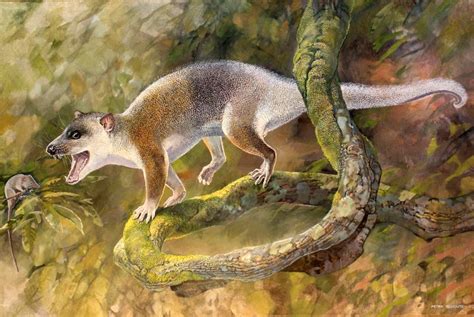 Cat Sized Marsupial Relative Lived In Turkey 43 Million Years Ago