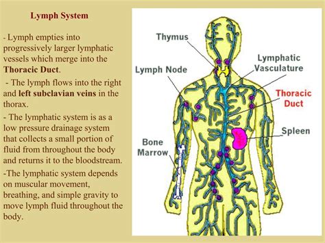 Lymphatic System Vs Circulatory System