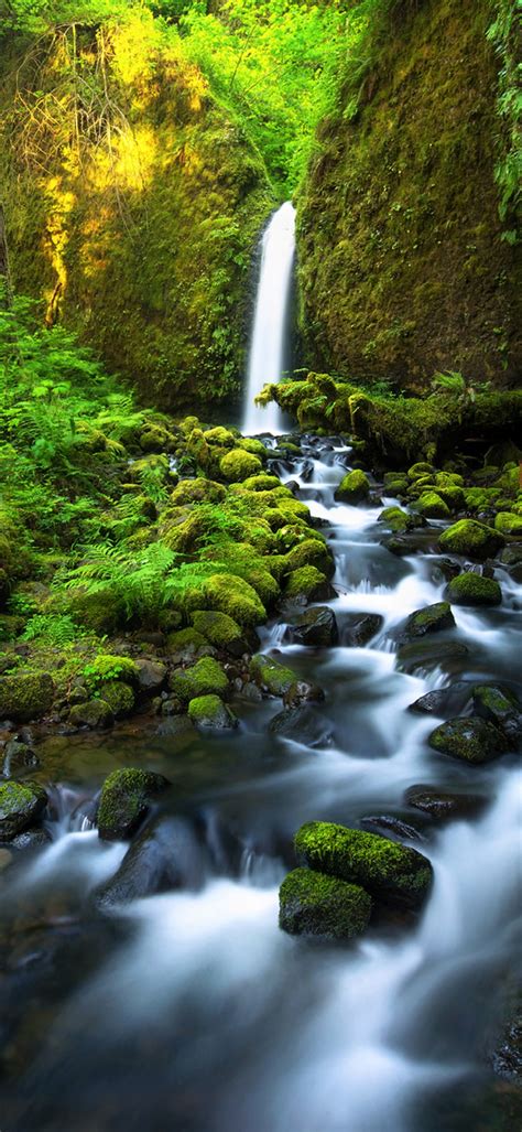 Earth Waterfall Moss Forest Tree 1080x2340 Phone Hd Wallpaper