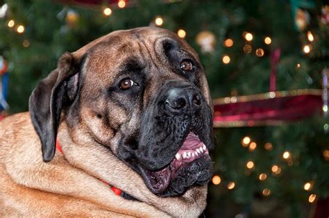 168 Best Majestic Mastiffs Images On Pinterest Doggies