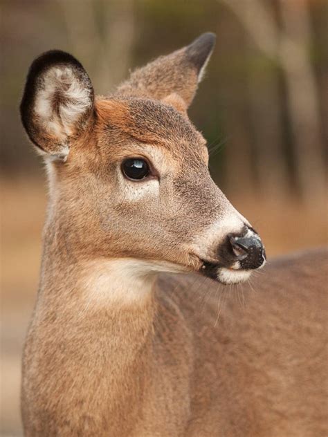 White Tail Deer Female Stock Photo Image Of White Tailed 11729860