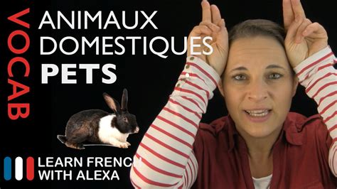 Pets In French Basic French Vocabulary From Learn French With Alexa