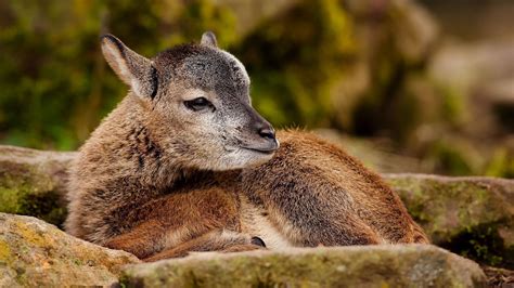 Avant d'utiliser une image, veillez à bien vérifier ses conditions d'utilisation. Fonds d'écran avec des animaux sauvages. - animaux - fonds ...