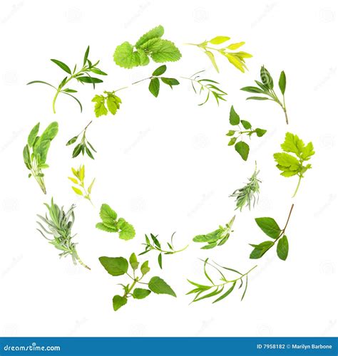 Herb Leaf Garlands Stock Photo Image Of Healthy Balm 7958182