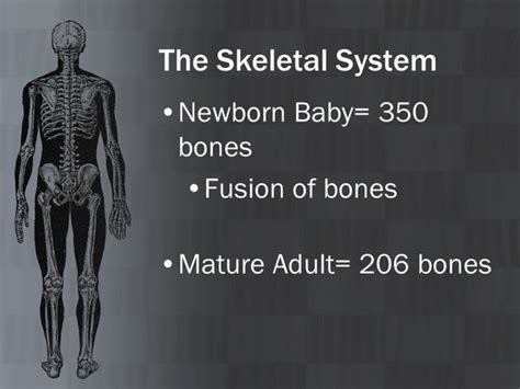 How Many Bones Are There In A Newly Born Baby Baby Viewer