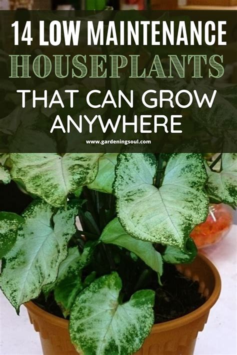 14 Low Maintenance Houseplants That Can Grow Anywhere