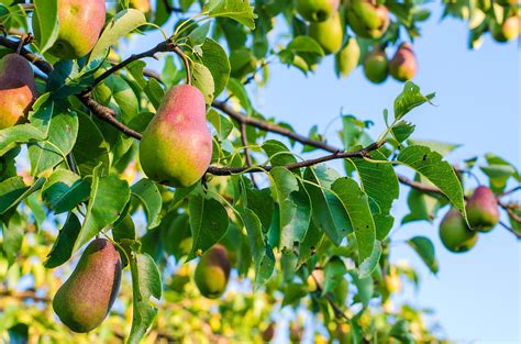 12 Best Types Of Pear Trees To Grow