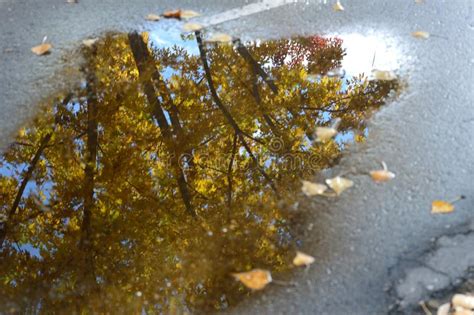 Reflection Of Golden Autumn Leaves In Boise Greenbelt Puddle Stock