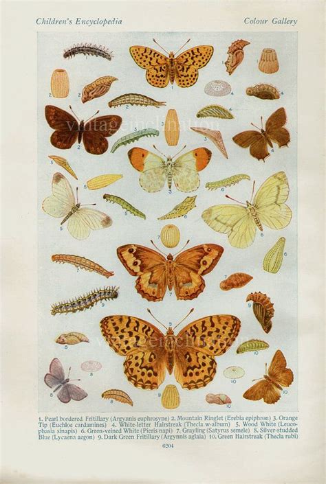 1930s Butterfly Prints Vintage Antique Book Plate Prints Etsy